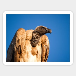 Vulture Sticker